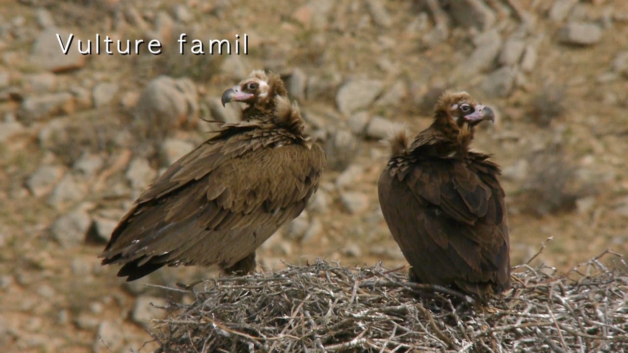 Cinereous Vulture -  fighting for food, nest, Vulture family,