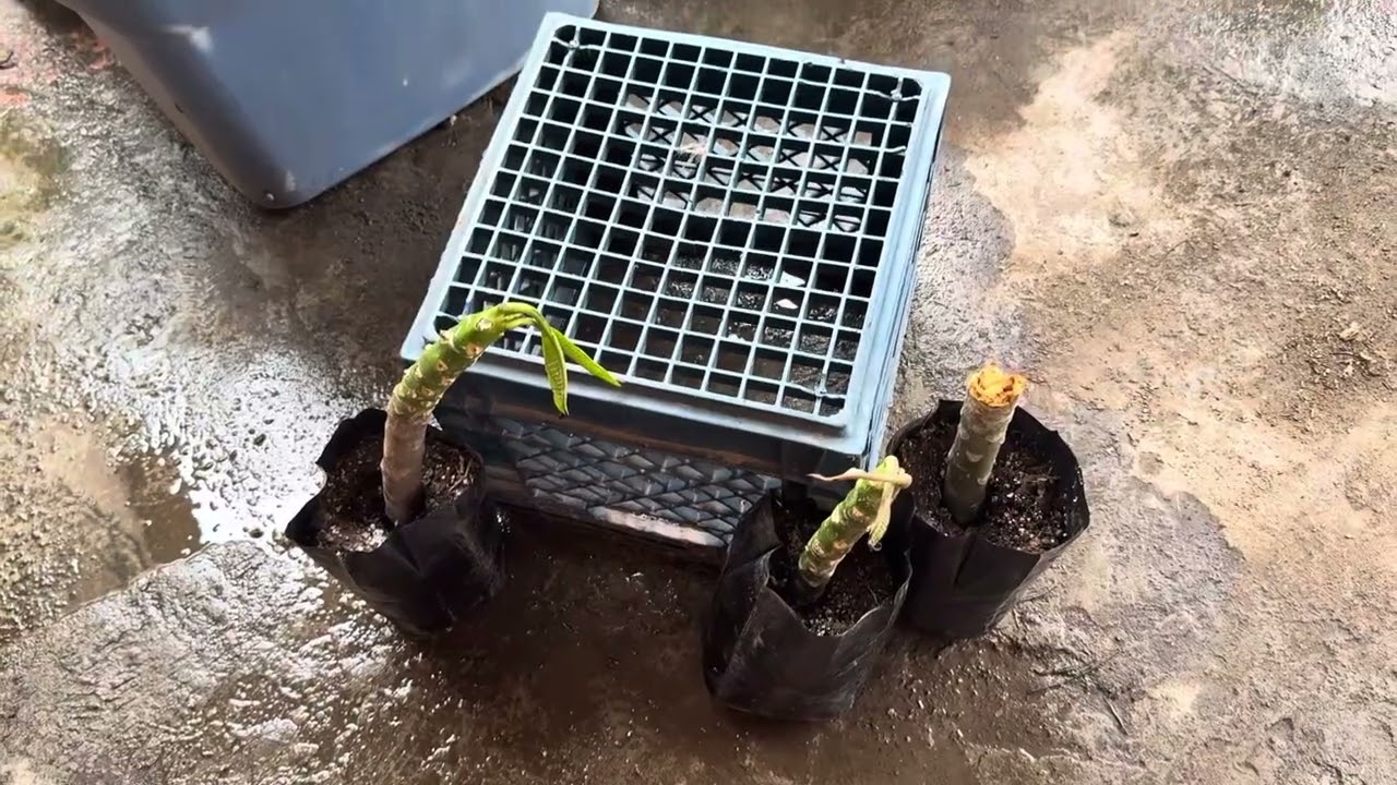 Sembrando esquejes de plumeria (ramo de novia) propagar plumeria