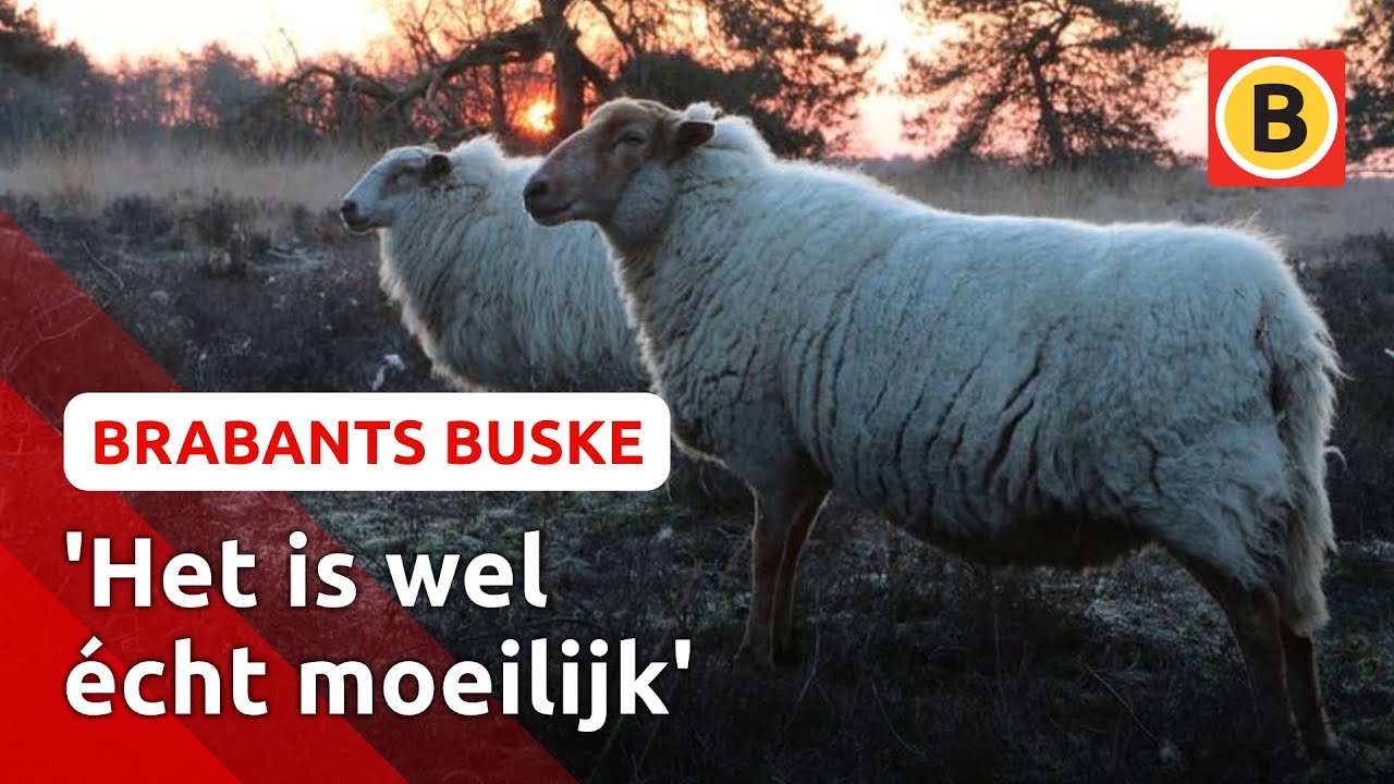 Het NK Schapendrijven is van start: DIT is de truc | Brabants Buske