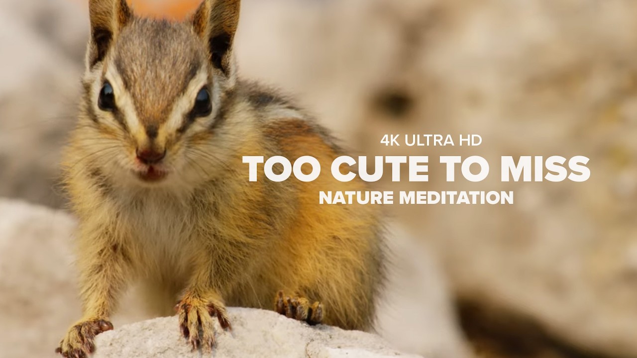 Fall Asleep with Nature’s Cutest Animals (4K Documentary)