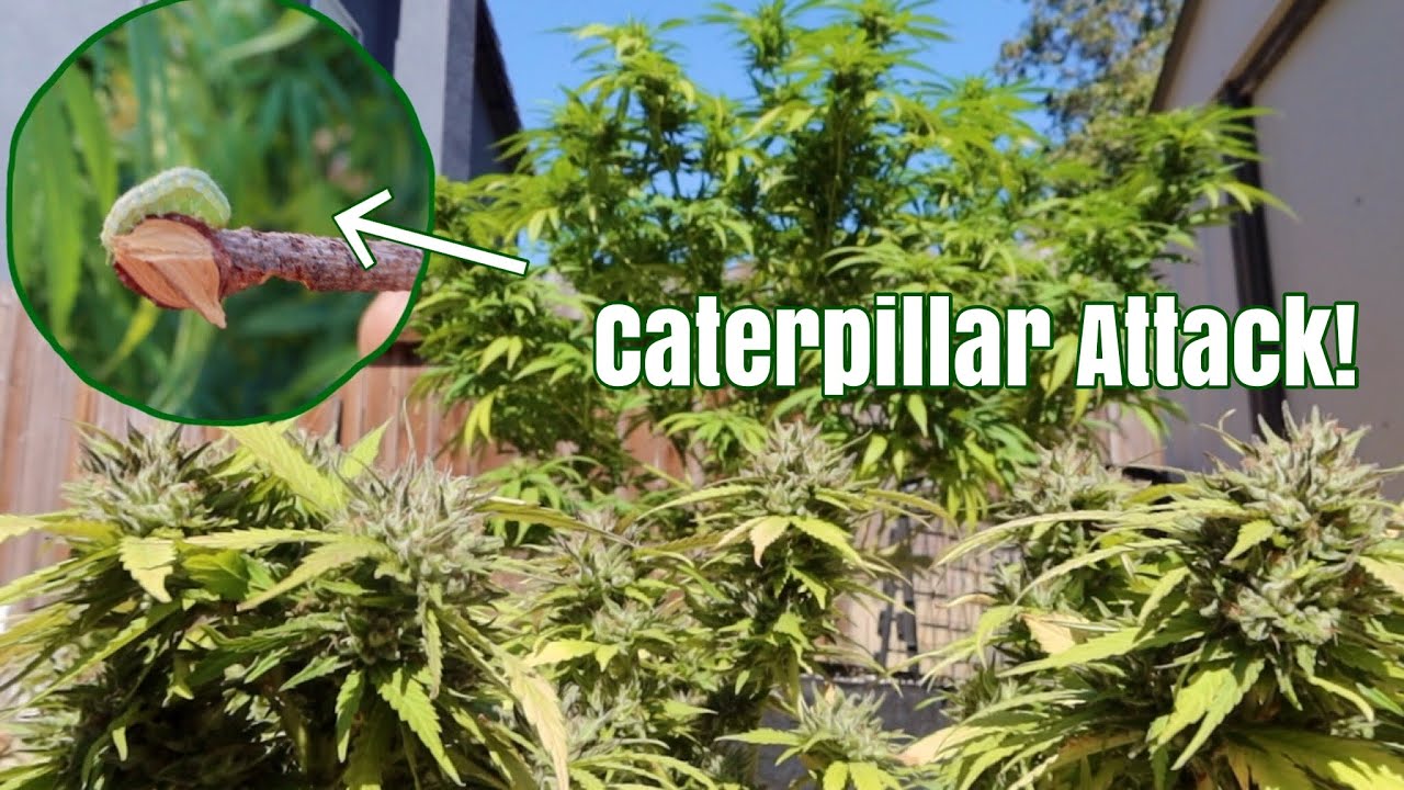 CATERPILLARS EATING MY WEED PLANT 🌱 Grease Monkey Update