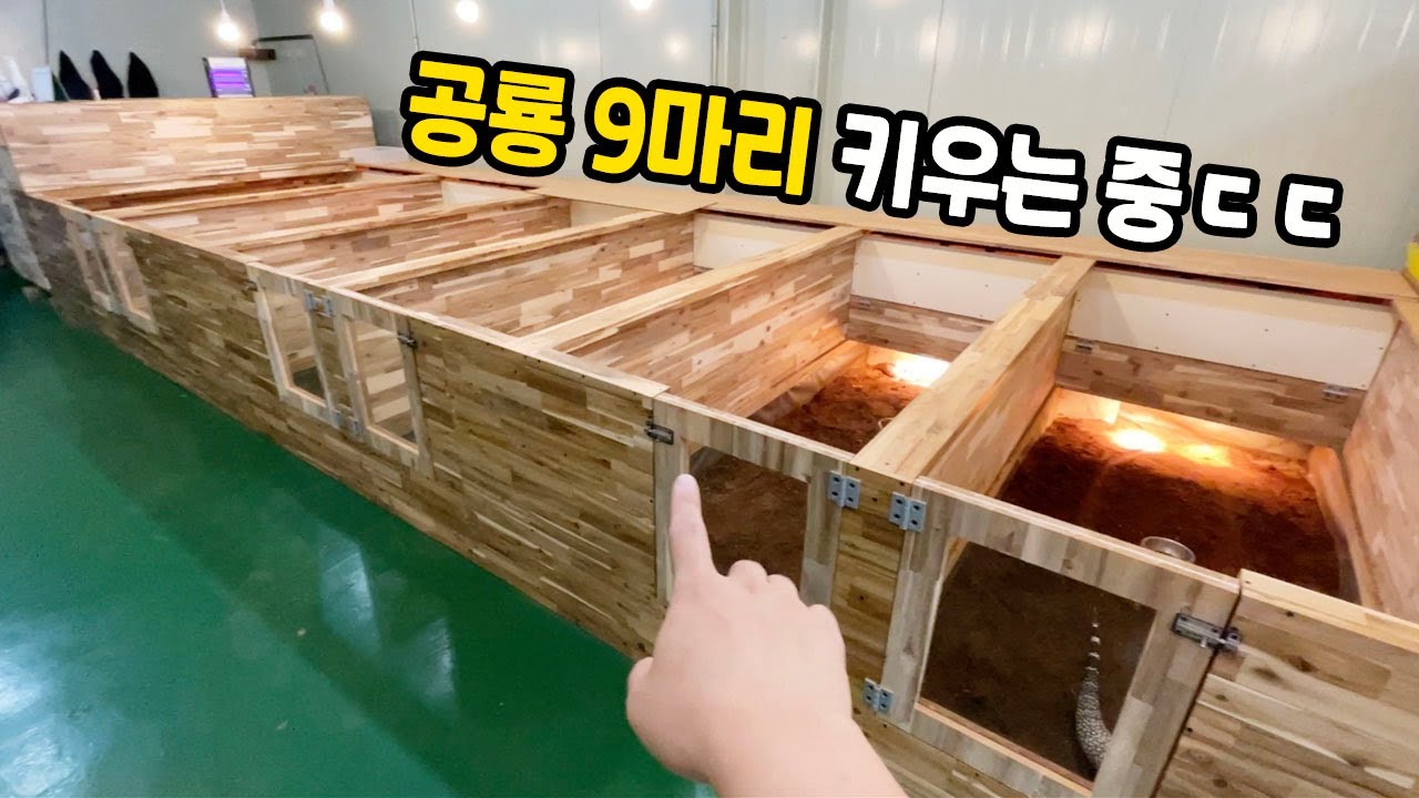 역대급입니다! 공장에서 11m 사육장 만들어 거대종 키우는 남자ㄷㄷ