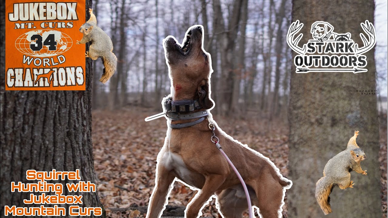 Squirrel Hunting with Jukebox Kennels