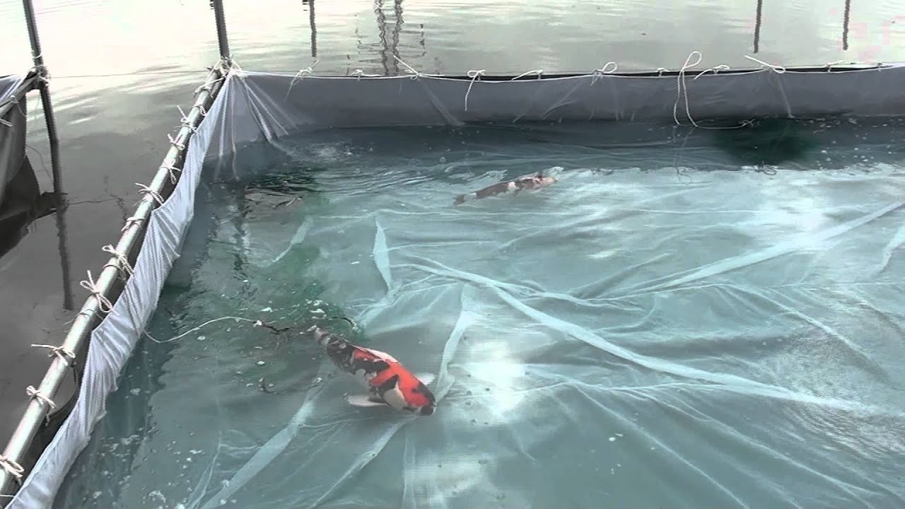 KoiQuestion's Bram @ Dainichi   The morning of 3rd of June result of the spawning of the oyagoi