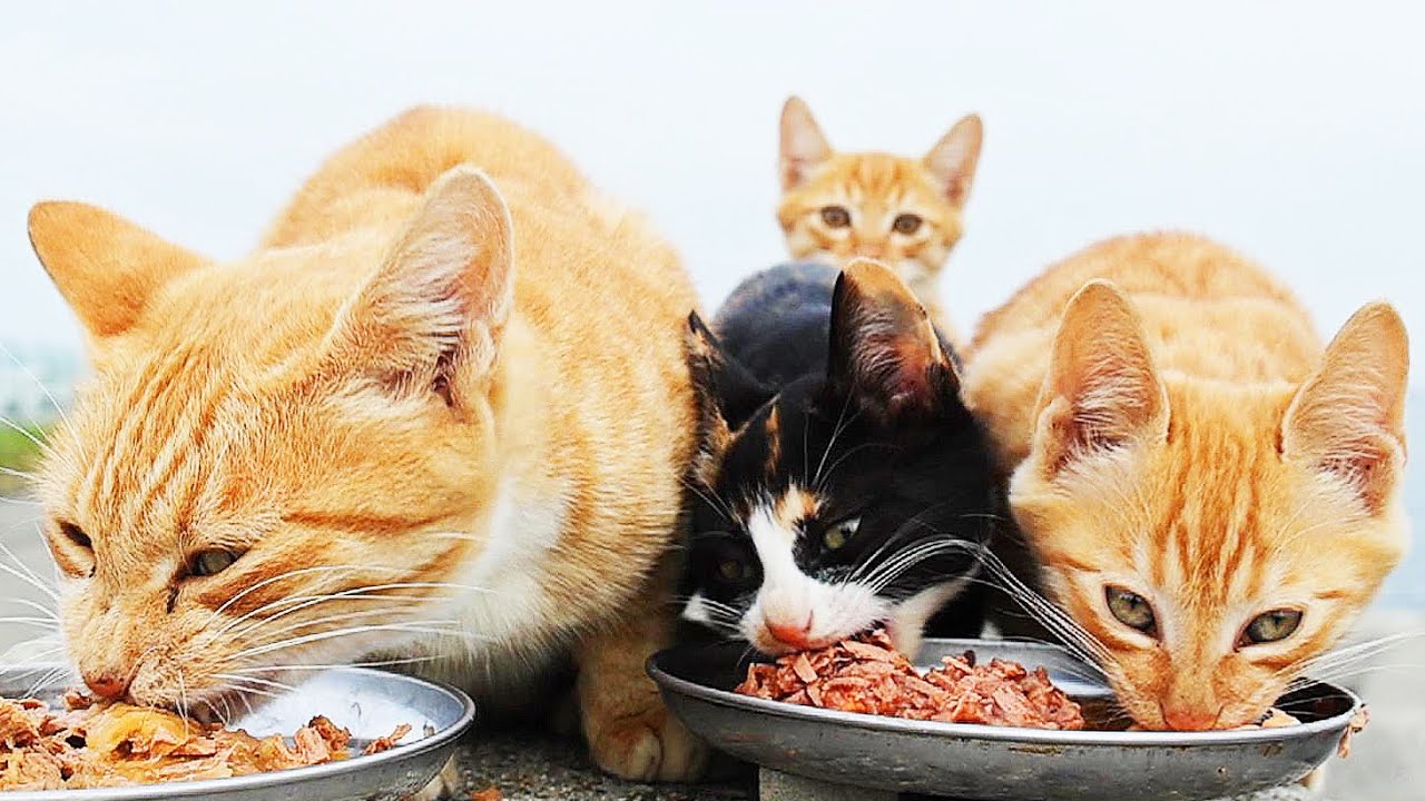 やせて鳴く母猫リリーと子猫たちにおいしいご飯をたくさんあげる 神のご加護を