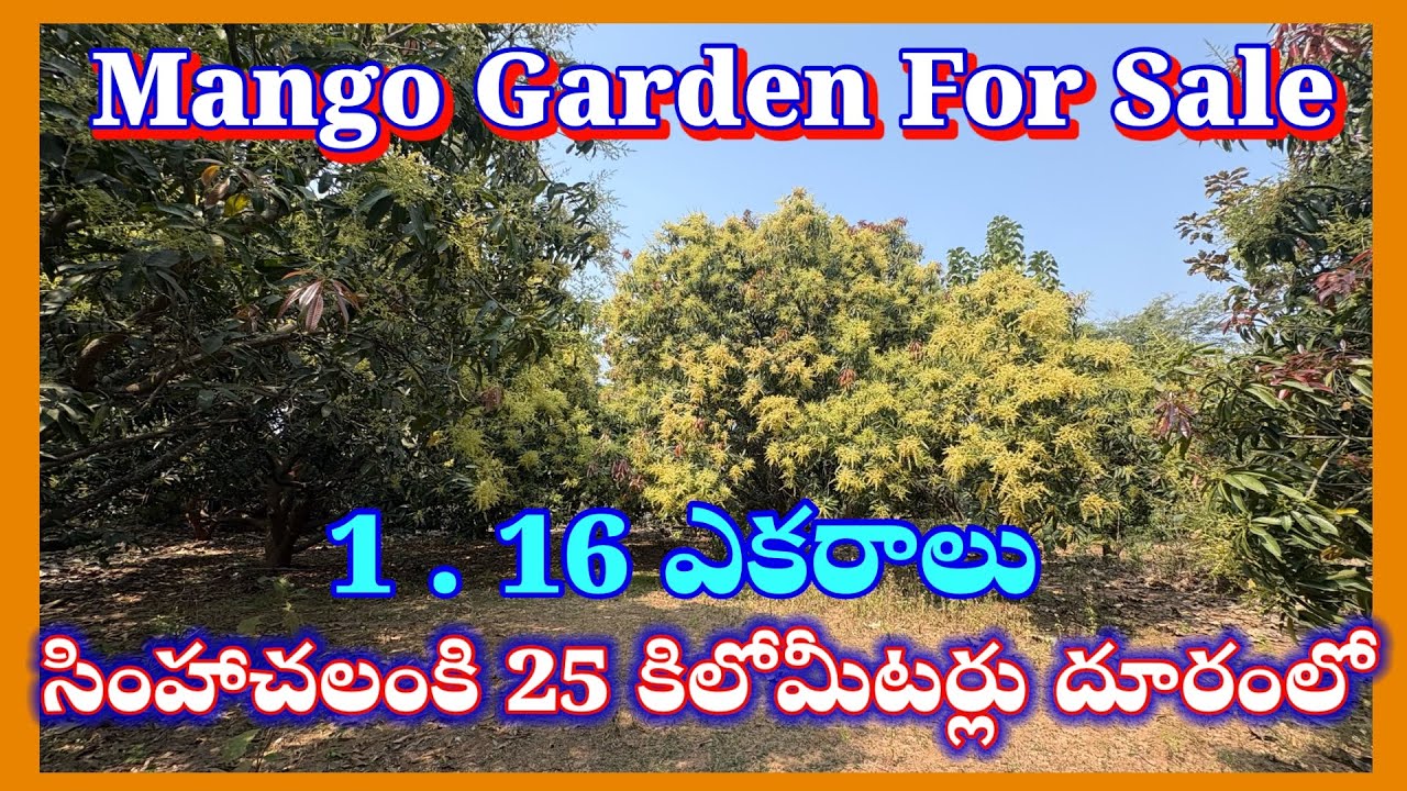Mango Garden for Sale | 1.16 Acres Agricultural Land | Best Investment Near Visakhapatnam,