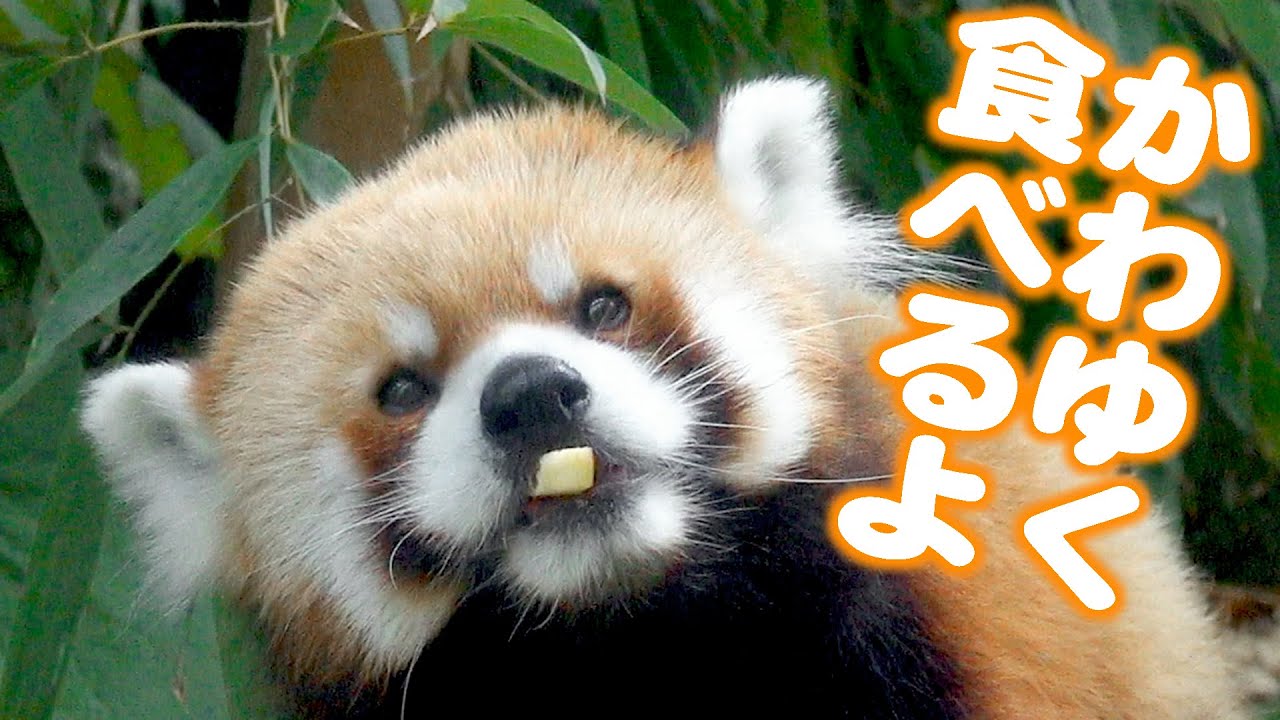 【円山動物園のレッサーパンダ】セイタ食事中　July 14 , 2022　Red Panda SEITA at Maruyama Zoo