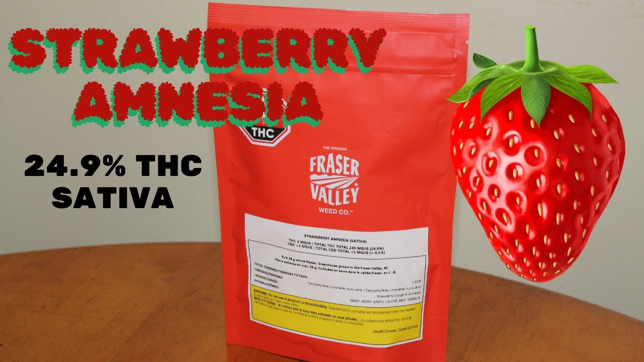 Strawberry Amnesia  Fraser Valley  Sativa  24.9% THC Pot Review