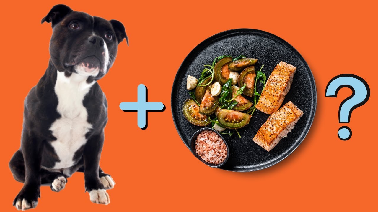 11 человеческих продуктов, которые обожают стаффордширские терьеры