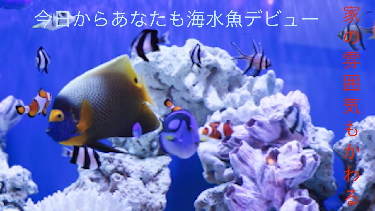 新しく海水魚60cm水槽を立ち上げました