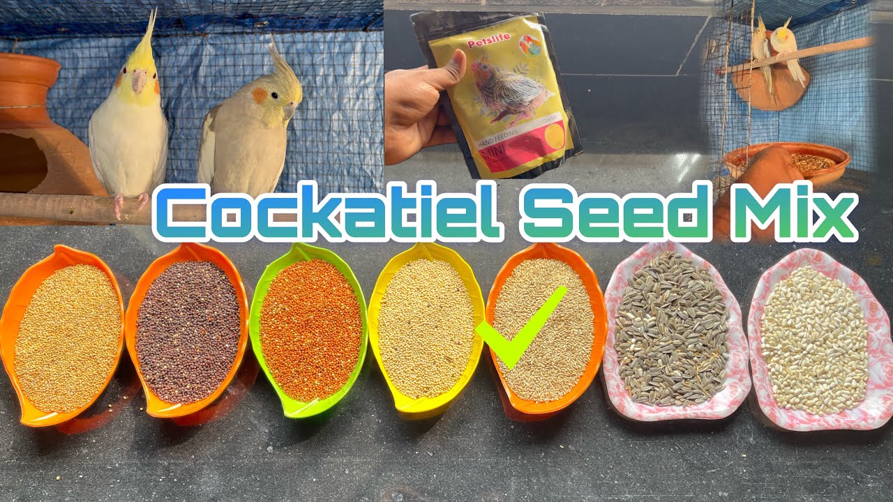 Best Seed Mix For Cockatiel Bird || Cockatiel Seed Mix breeding Time| Love Birds Seed Mix !!