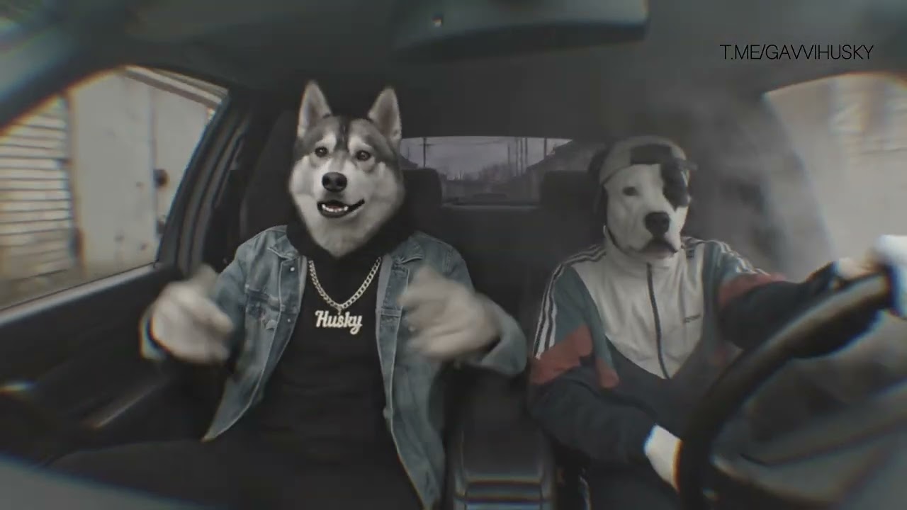 Гавви Хаски / Gavvi Husky - Шарик (Бутырка) 