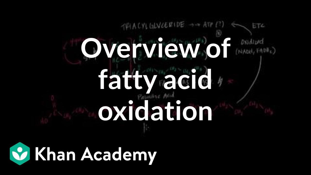 Overview of Fatty Acid Oxidation
