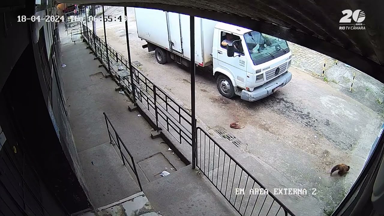 Macaco foge do BioParque e entra no Presídio Evaristo de Moraes, na Quinta da Boa Vista