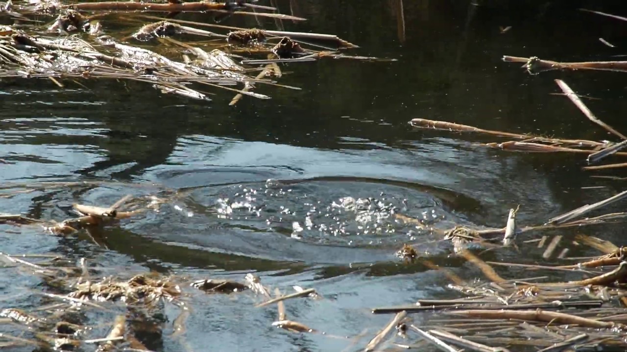 1/6 Pora na gniazdo. Łyski