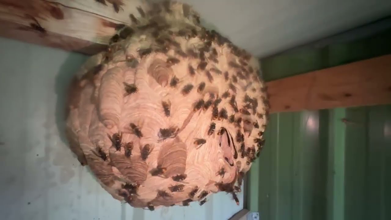 Frelons en furie : une intervention spectaculaire !