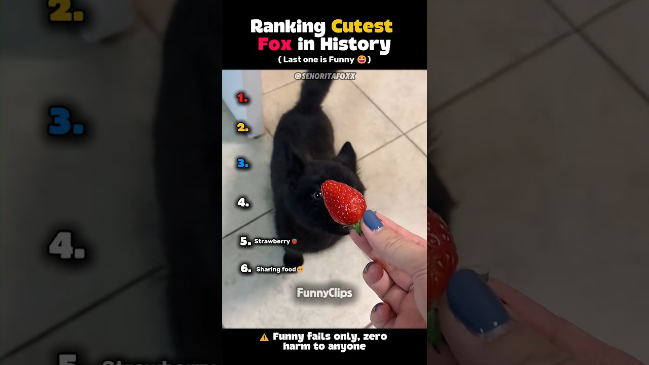 Ranking Cutest Fox in History