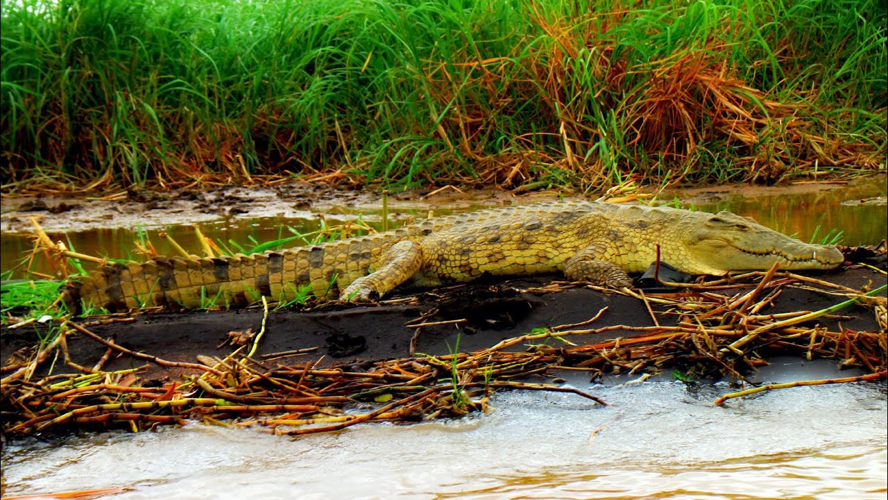 Crocodile Market, Lake Chamo, Ethiopia