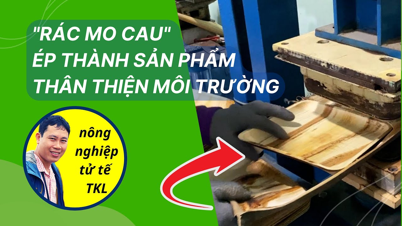 Máy ép mo cau thành chén đĩa thân thiện môi trường giá trị ngàn đô
