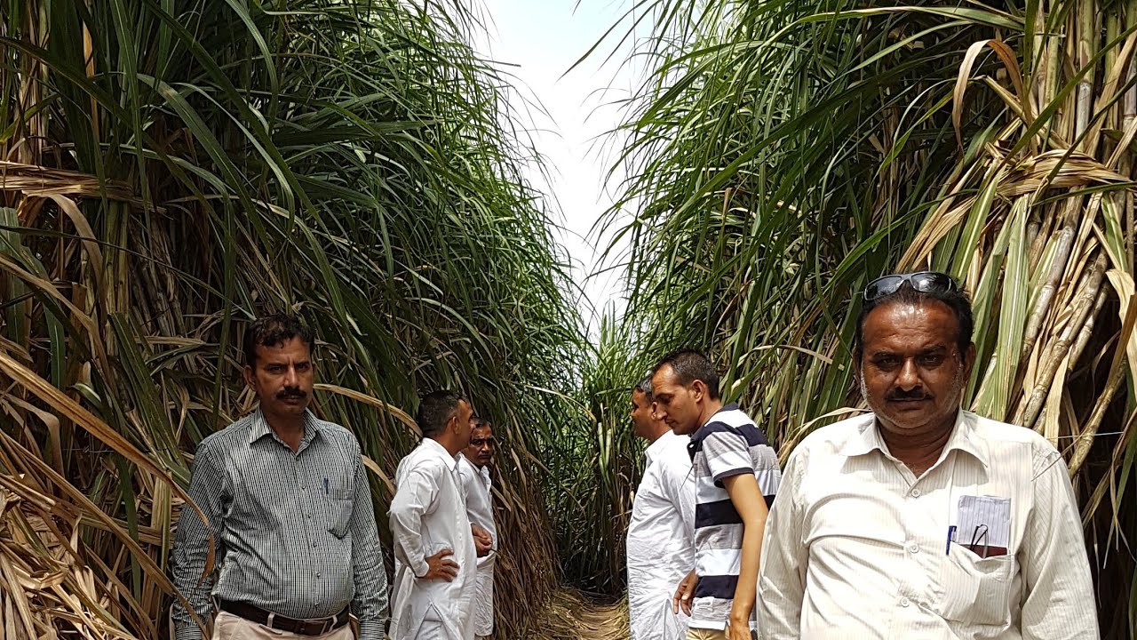 डबल रो गन्ने की टेंच पलानटिग कैसे करें। double row trench planting of sugarcane