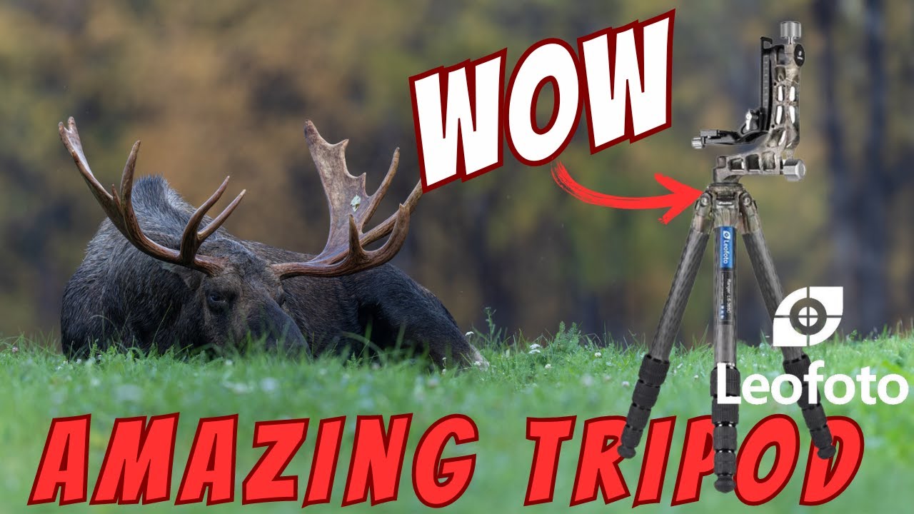 Alaska Moose Photography and the Leofoto Ranger Series Tripod and Gimbal Review - 2 Videos in One