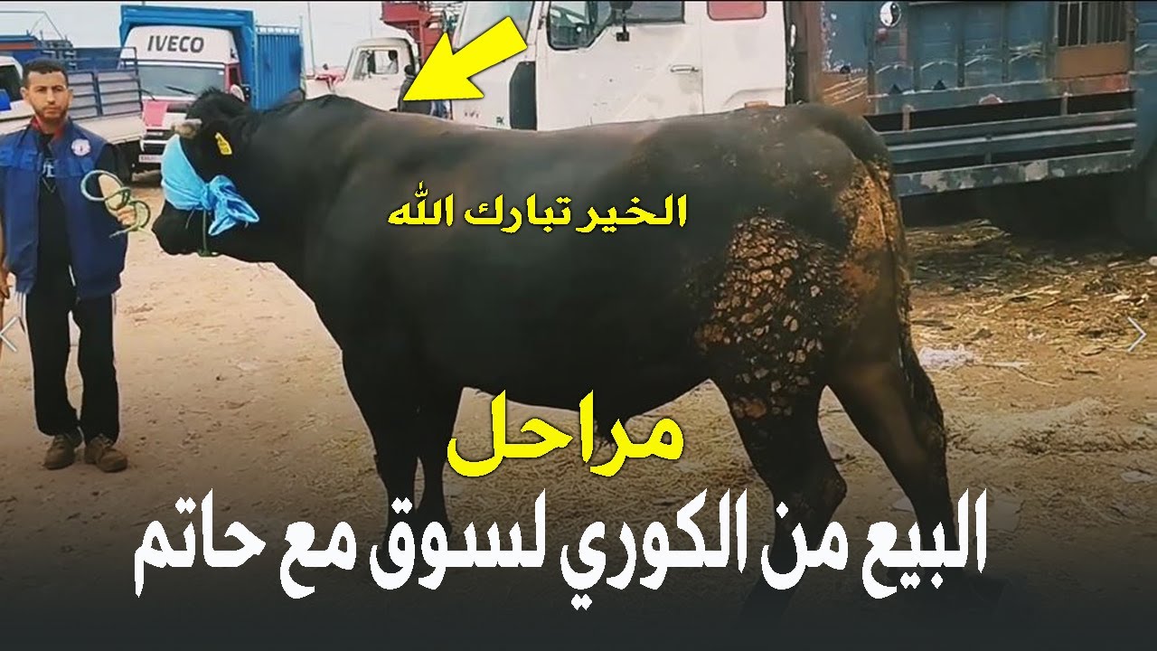 مراحل البيع من الكوري لسوق مع حاتم لمليح الخير تبارك الله