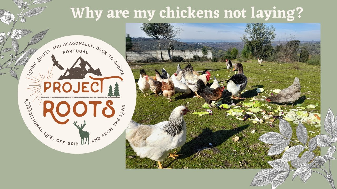 Why Aren't My Chickens Laying?
