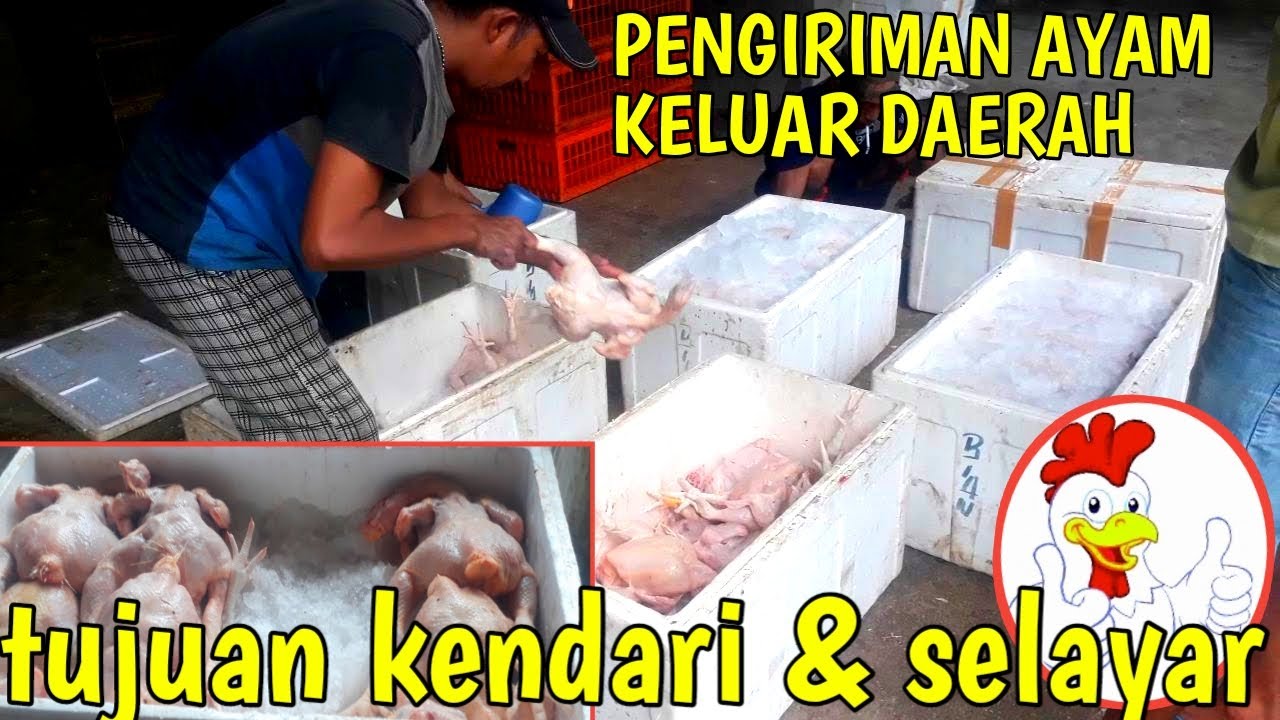cara pengemasan ayam untuk pengiriman keluar daerah!! tujuan selayar dan kendari #dagingayam#broiler