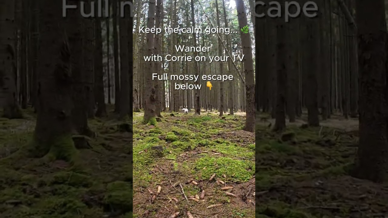 Soft Moss & Deep Forest ASMR 🌲 Golden Retriever Corrie | Relaxing Dog TV Shorts | 4K POV Dog Walk