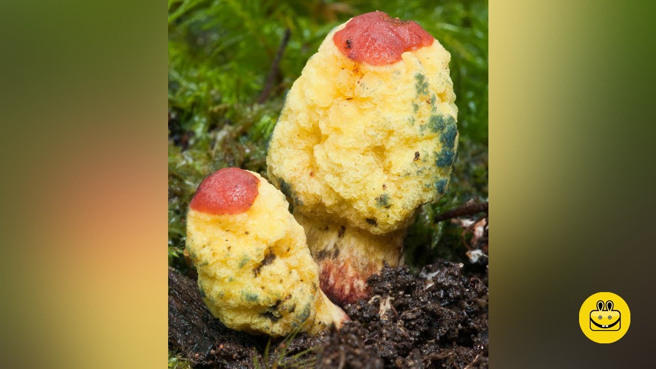 Gymnogaster