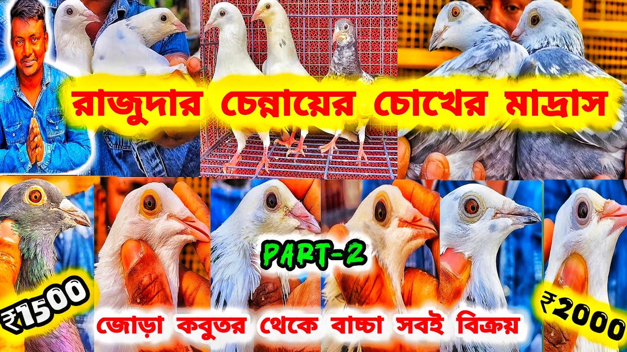 রাজু দার চেন্নাই লাইনের চোখের মাদ্রাস পায়রা বিক্রয়।PART-2।CHENNAI BREED SALE।@pigeonsloverrj9600