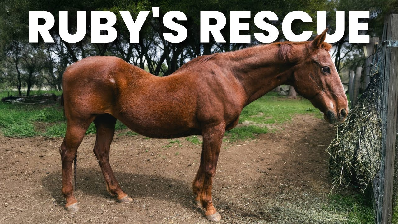 We Rescued An Elderly Horse