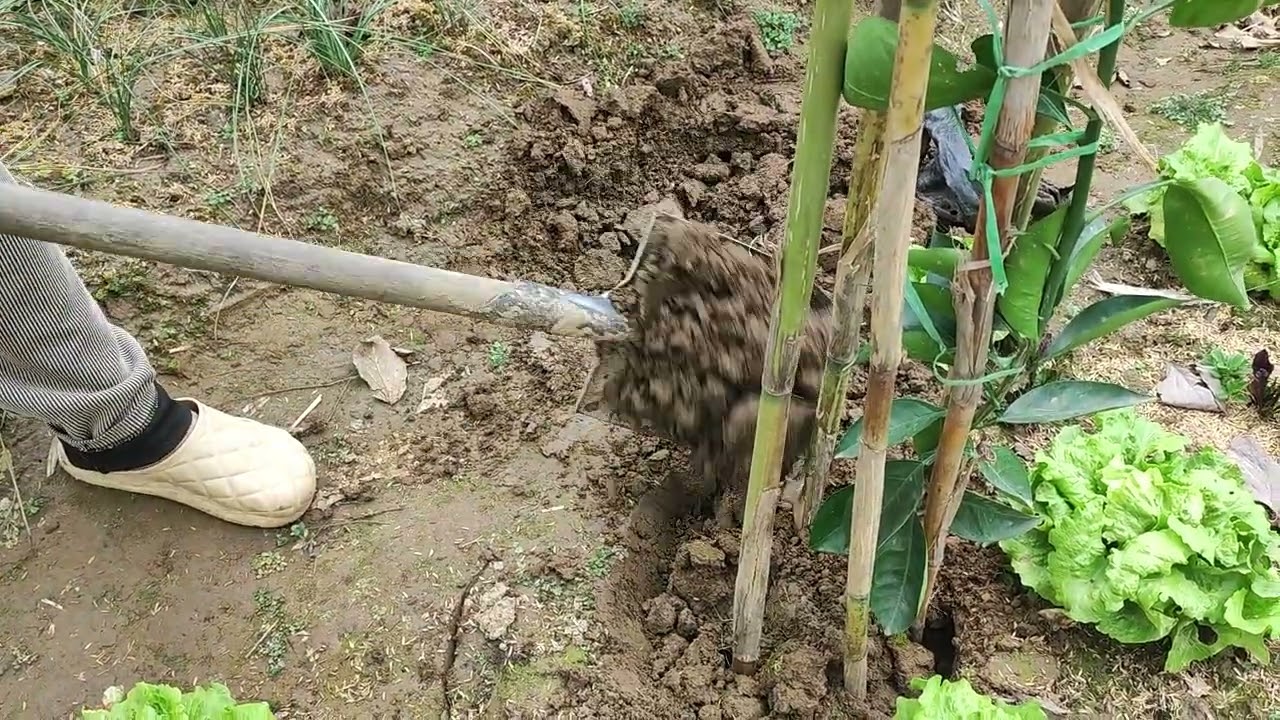 Peaceful Village Life | Planting an Orange Tree