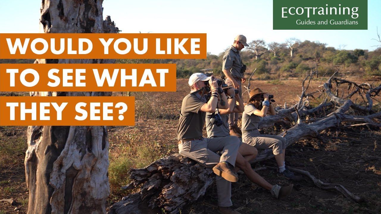 What are they looking at? | Wildlife Highlights - Adventures in Africa | EcoTraining