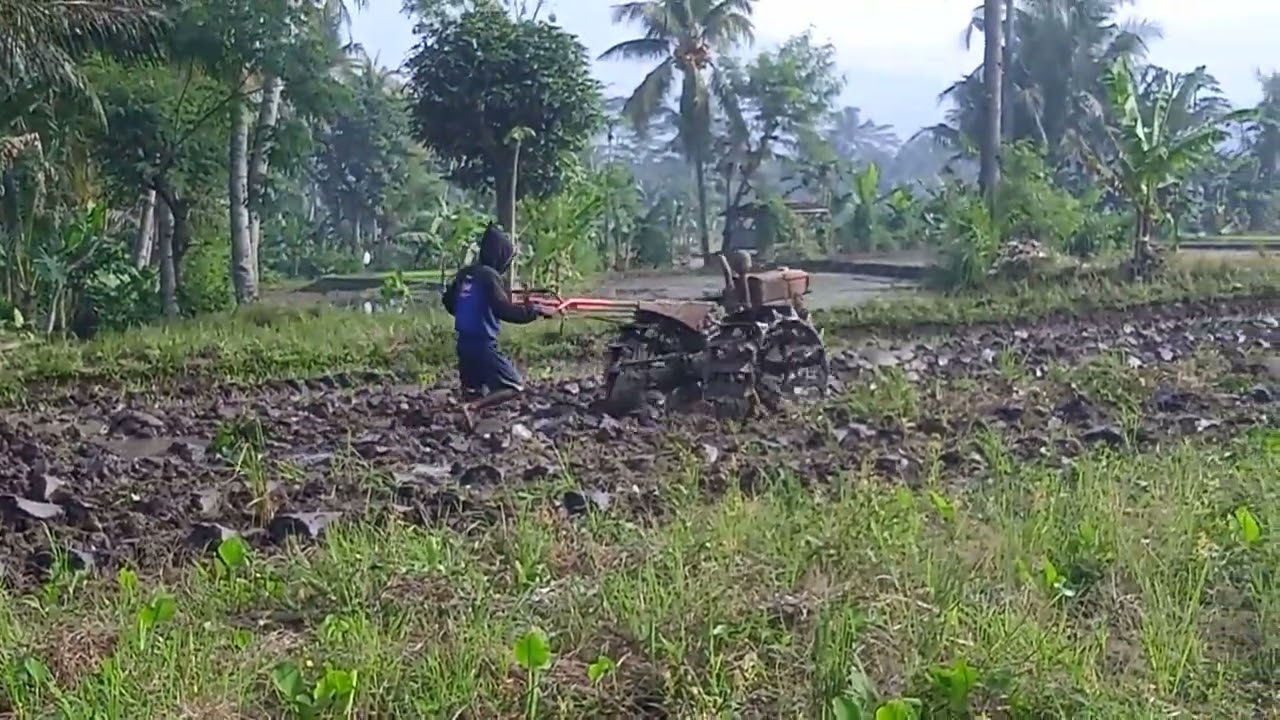 TRAKTOR CIBEREM PUTRA BUNGSU