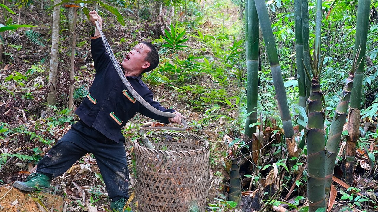 Dwarf Family Unexpectedly Discovered a Ferocious Striped Snake While Harvesting Bamboo Shoots