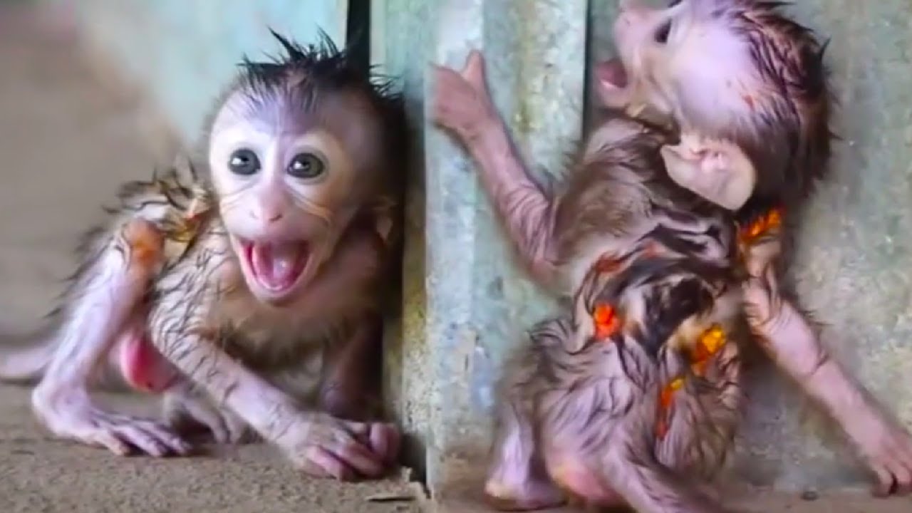 The little monkey is crying and throwing a tantrum. It wants milk!