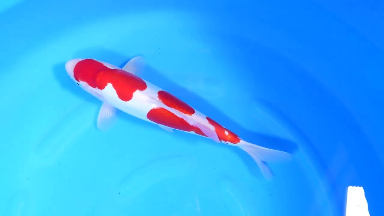 Doitsu Kohaku female 34 cm Nishikigoi Maruhide Koi Farm Bokoi
