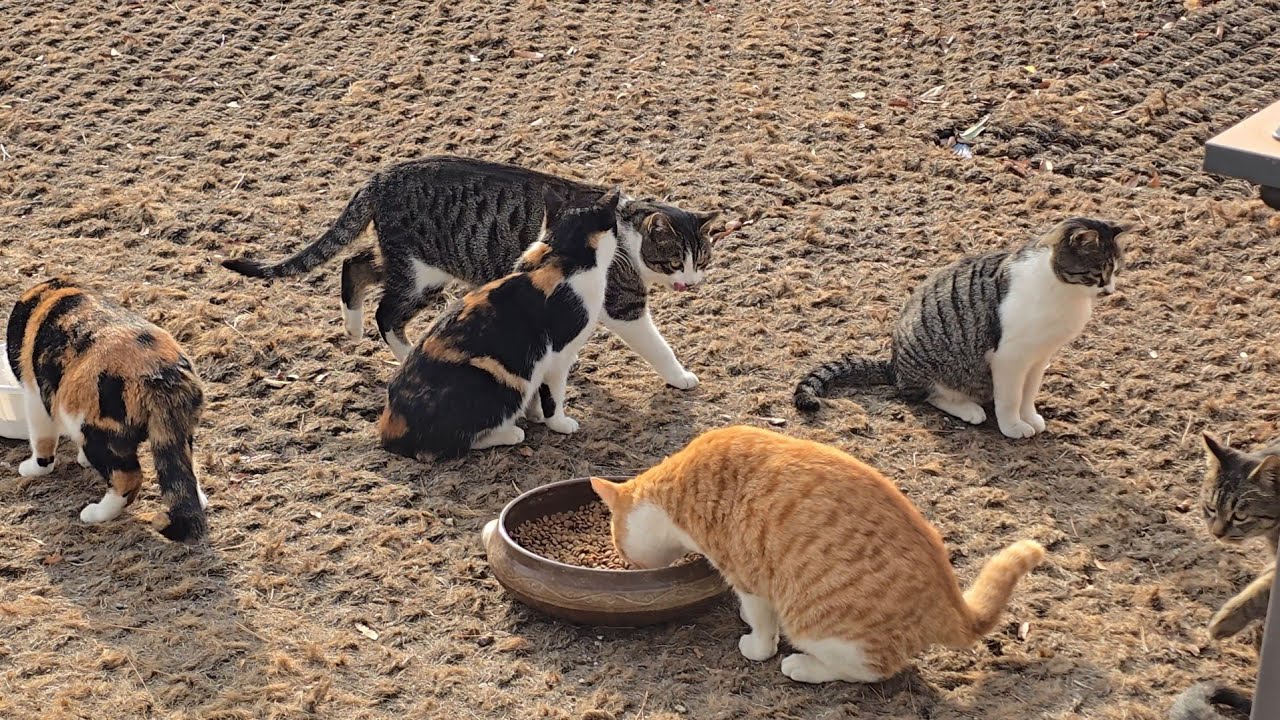 길냥이들 관찰 ~♡#고양이 #길냥이구조 #korea 