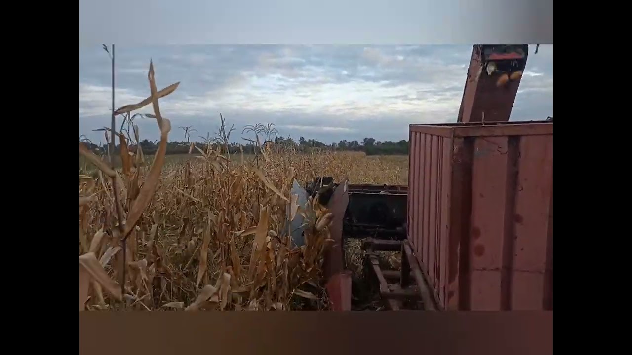 MF 35 la cules de porumb, corn picker homemade 2023