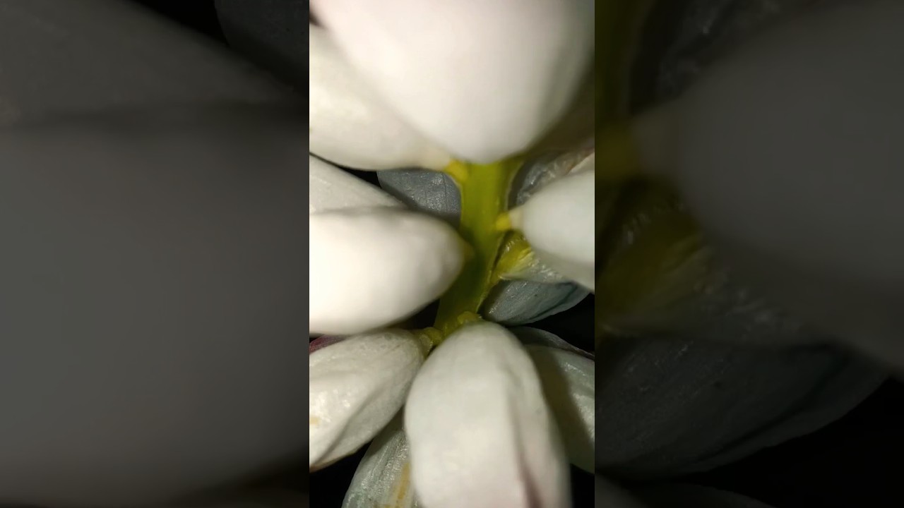 Cardamom beautiful flowers#ytshorts #cardamom #flowers #gardening #@Streesfreegardenworld