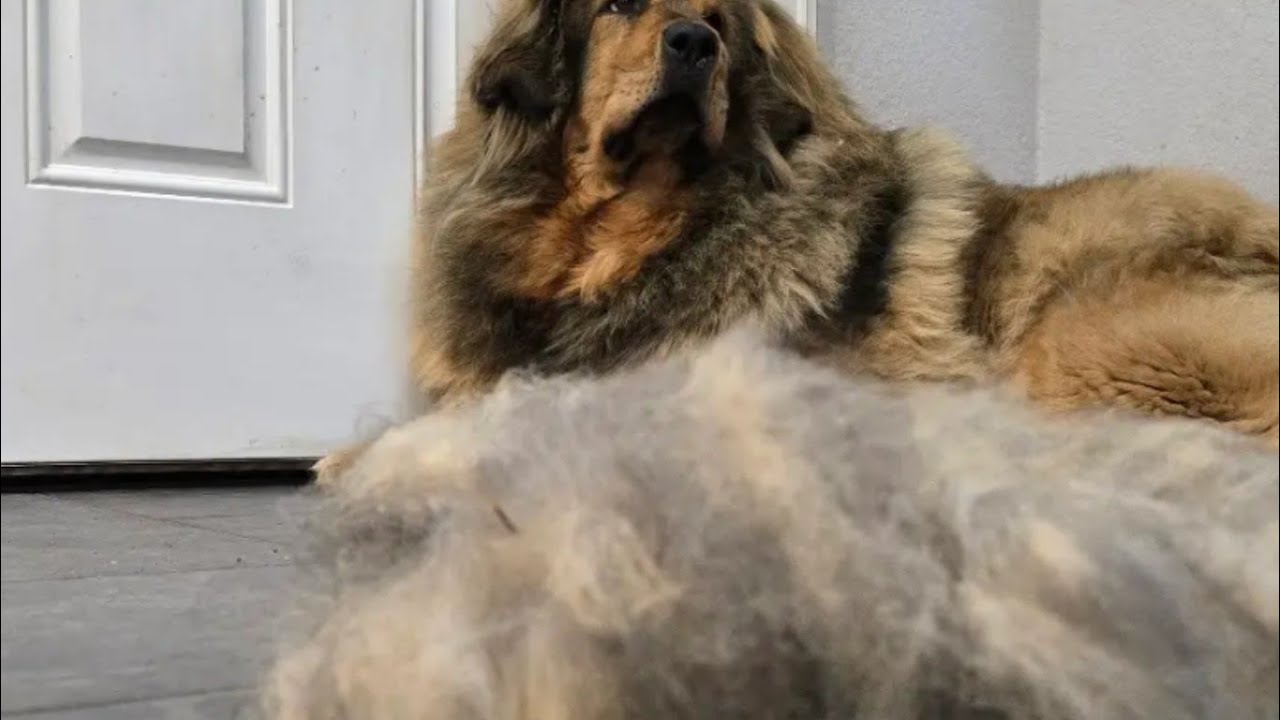 More Coat Blowing Music and Chat.
