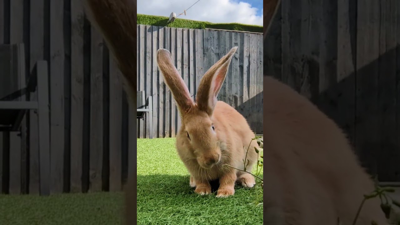 #bunny