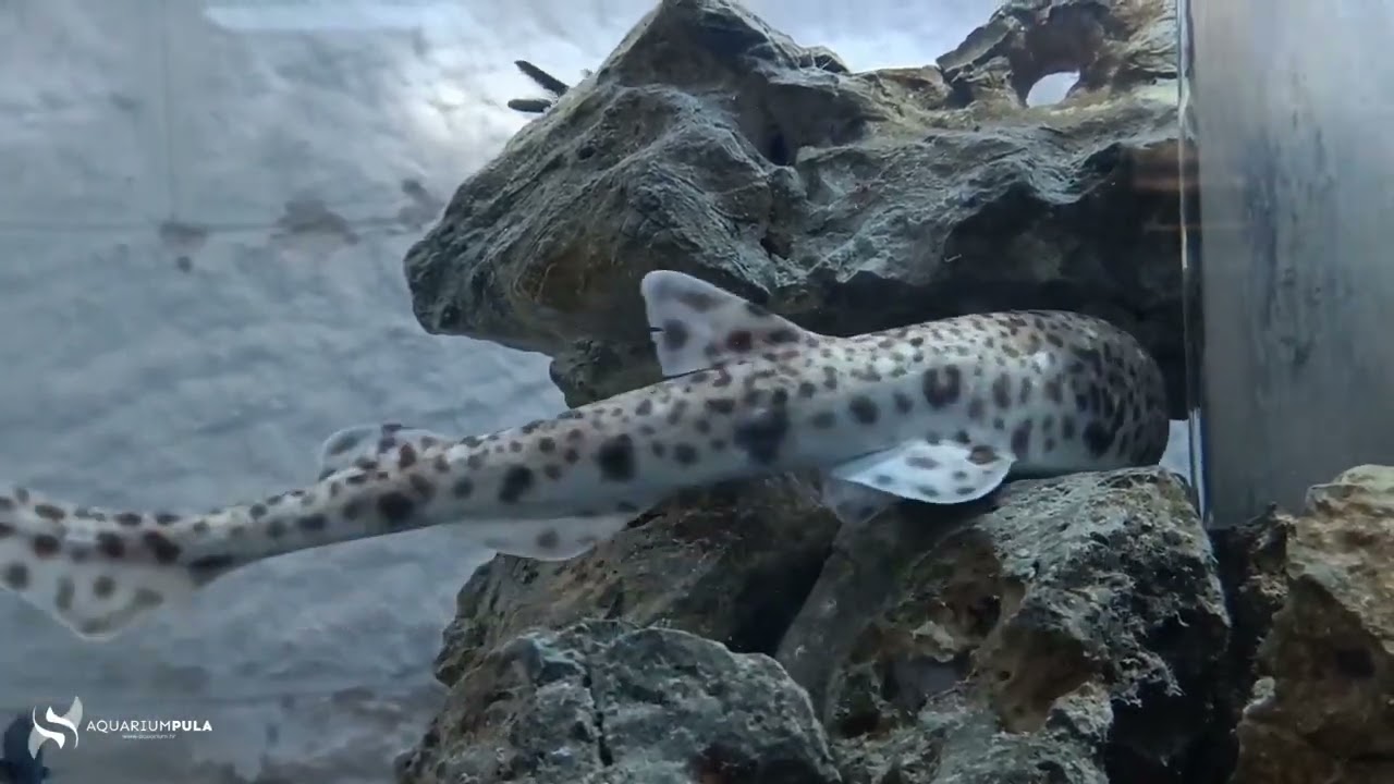 Morska mačka bljedica polaže jaja