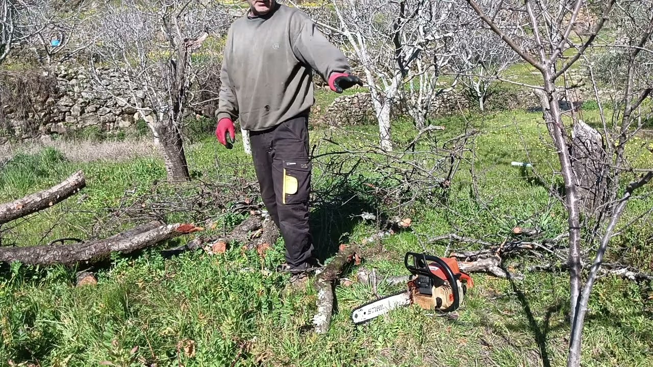 DEMASIADA LIMPIEZA DE ÁRBOLES CAÍDOS.🪾🪵