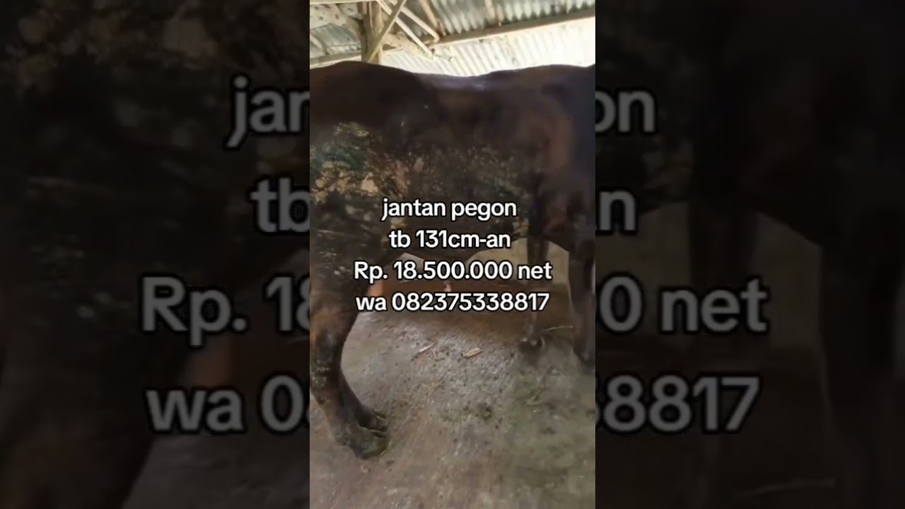 sapi unggul hitam pekat 