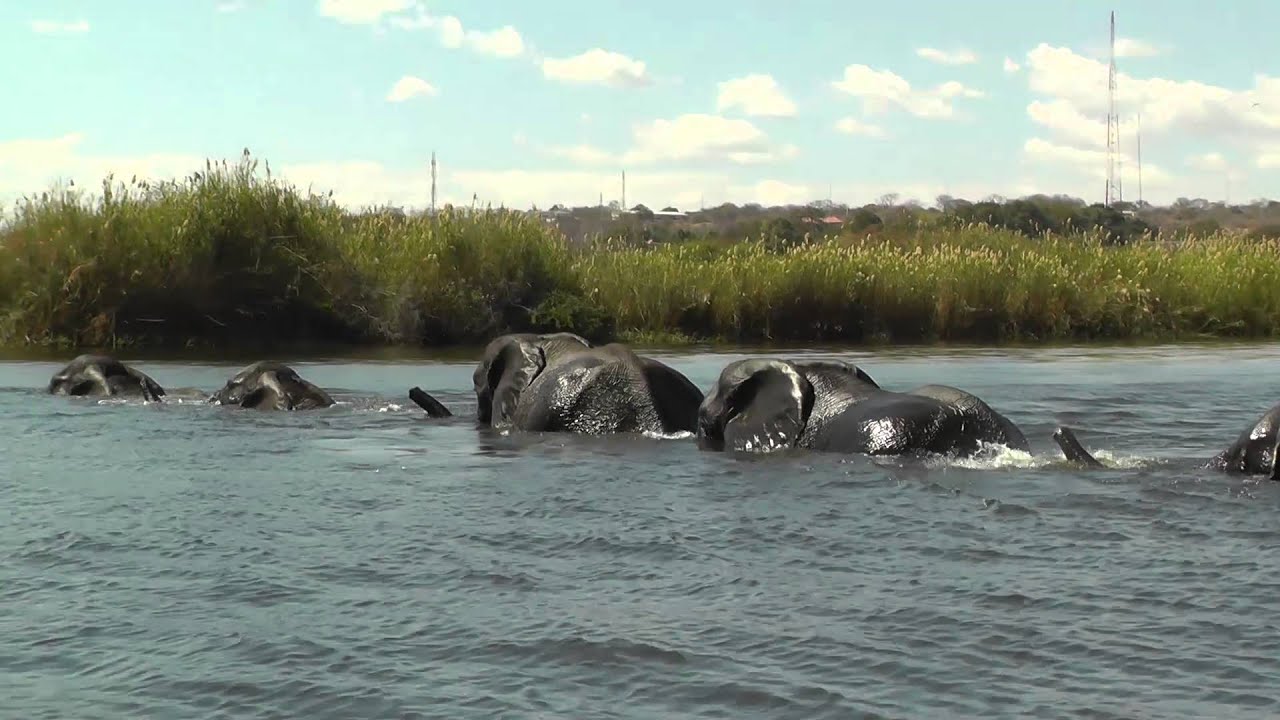 Epic Elephant Crossing! Watch This Herd Brave the Chobe River in Botswana