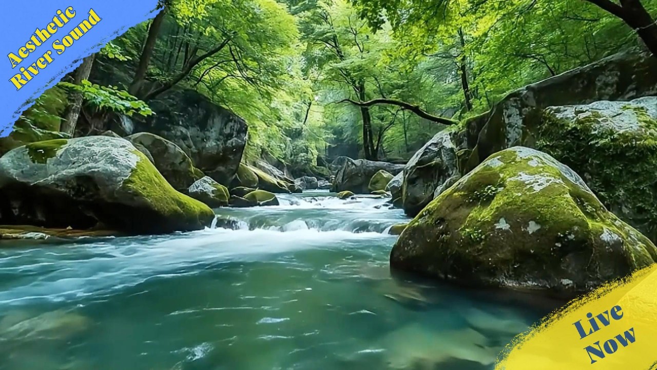 Make Your Worries Feel Small 🌲 River ASMR, nature white noise