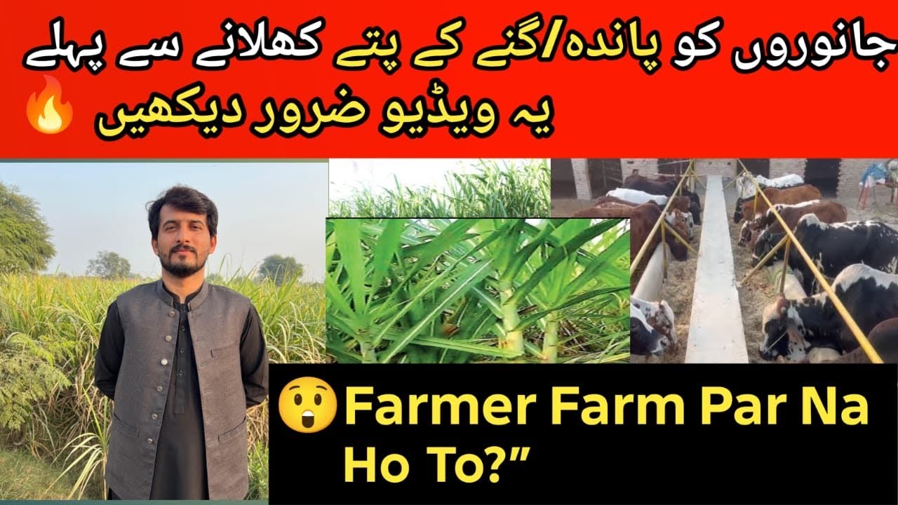 Panda (پاندہ) Janwaron Ke Liye Faidaymand Ya Nuqsan? | Farmer Ki Rozana Maujoodgi Kyun Zaroori?