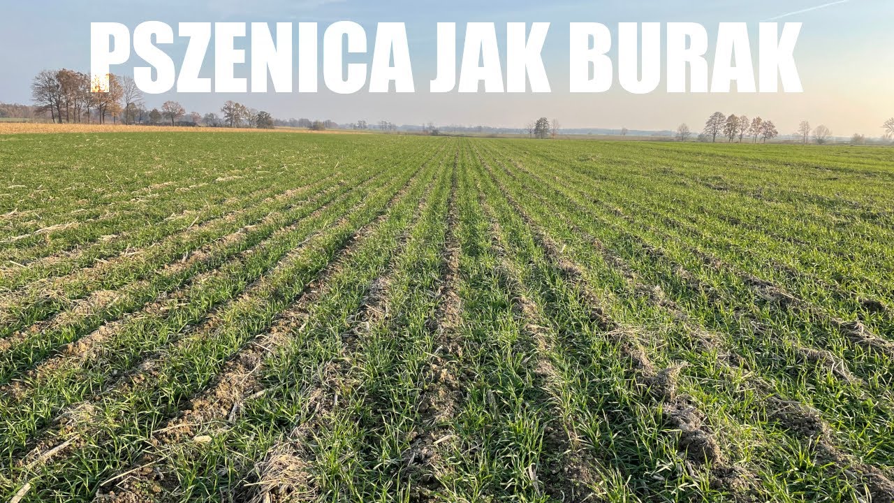 Pszenica w rozstawie 45 cm ?! Nie to się nie może udać...